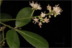 Toddalia asiatica var. gracilis